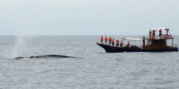 Blue Whales, Mirissa