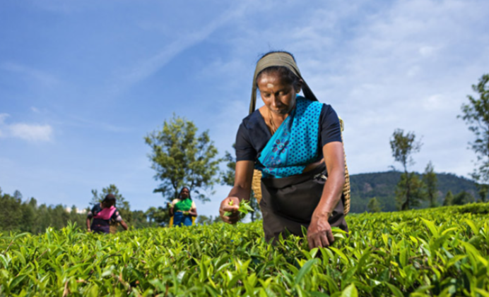 Tamil pickers collecting tea leaves on plantation