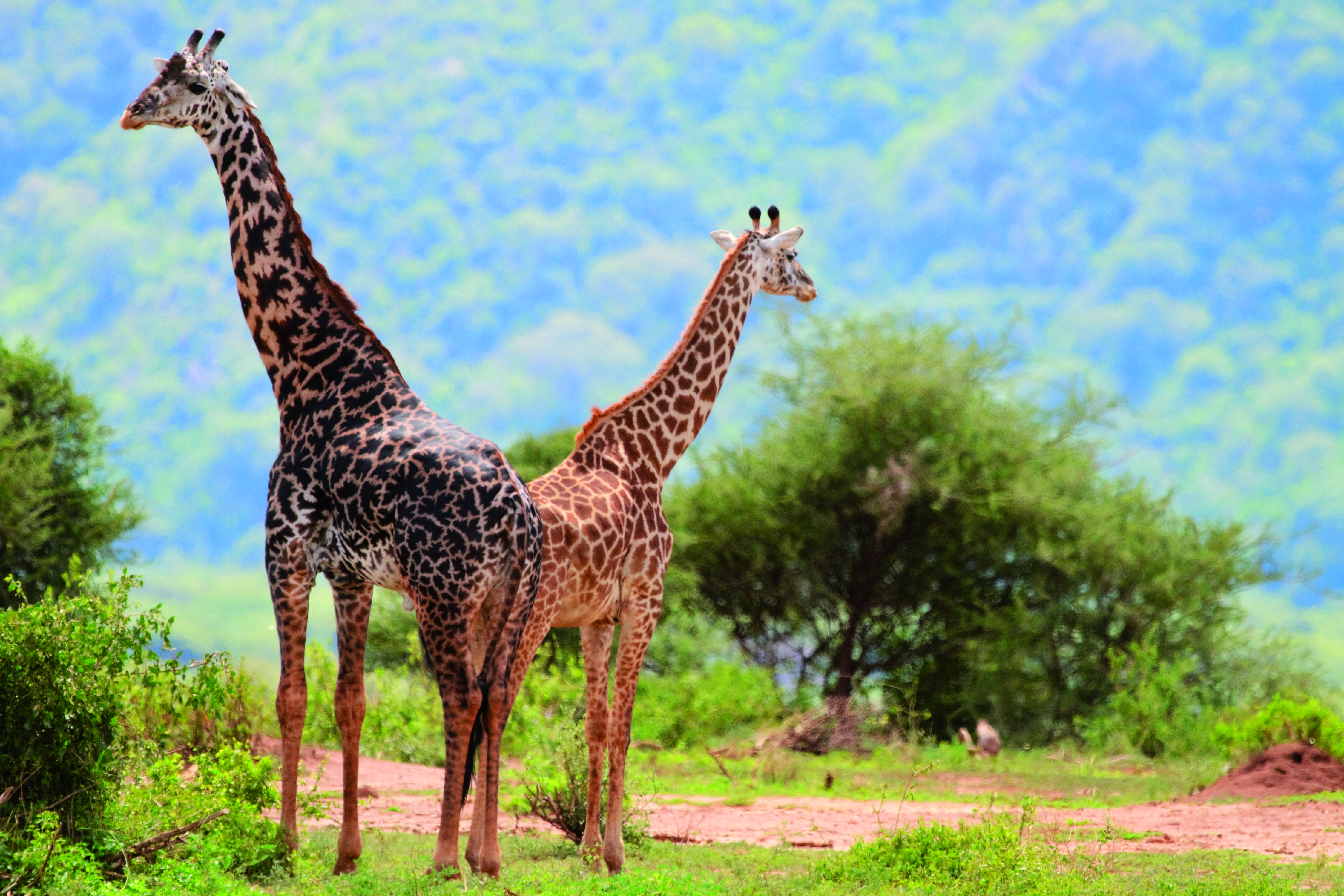 girafes parc