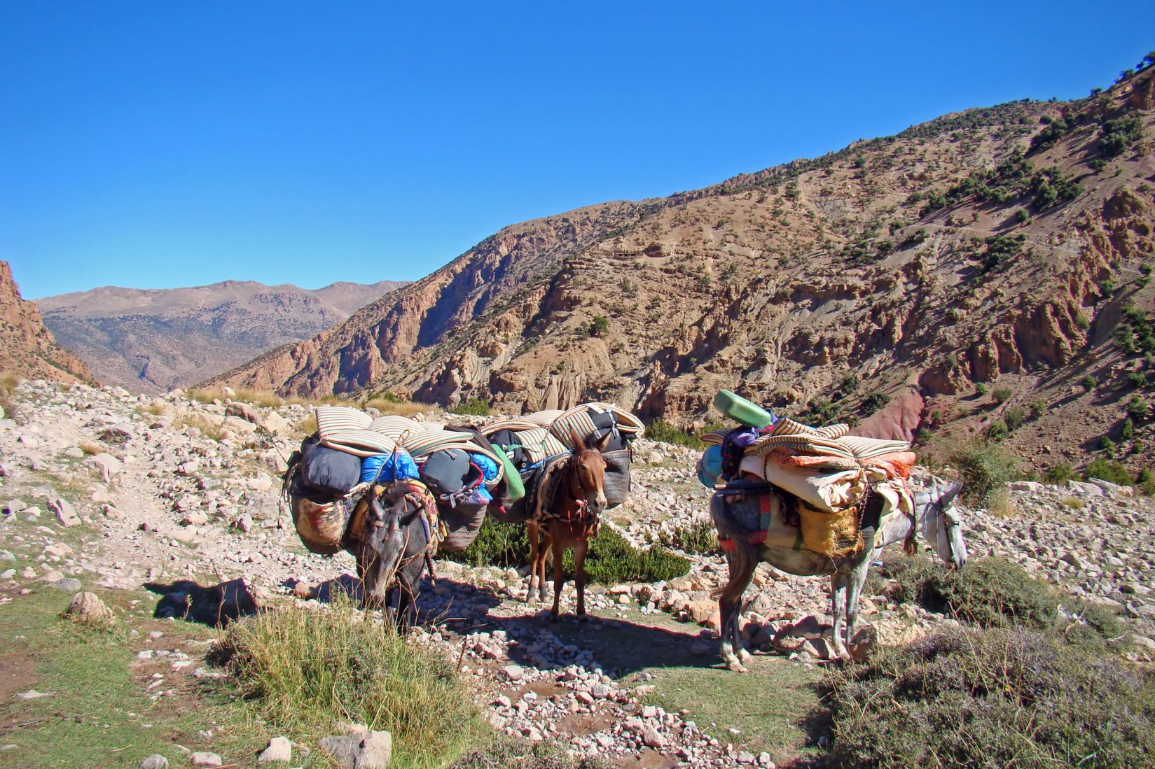 Mules dans le Haut-Atlas marocain.
