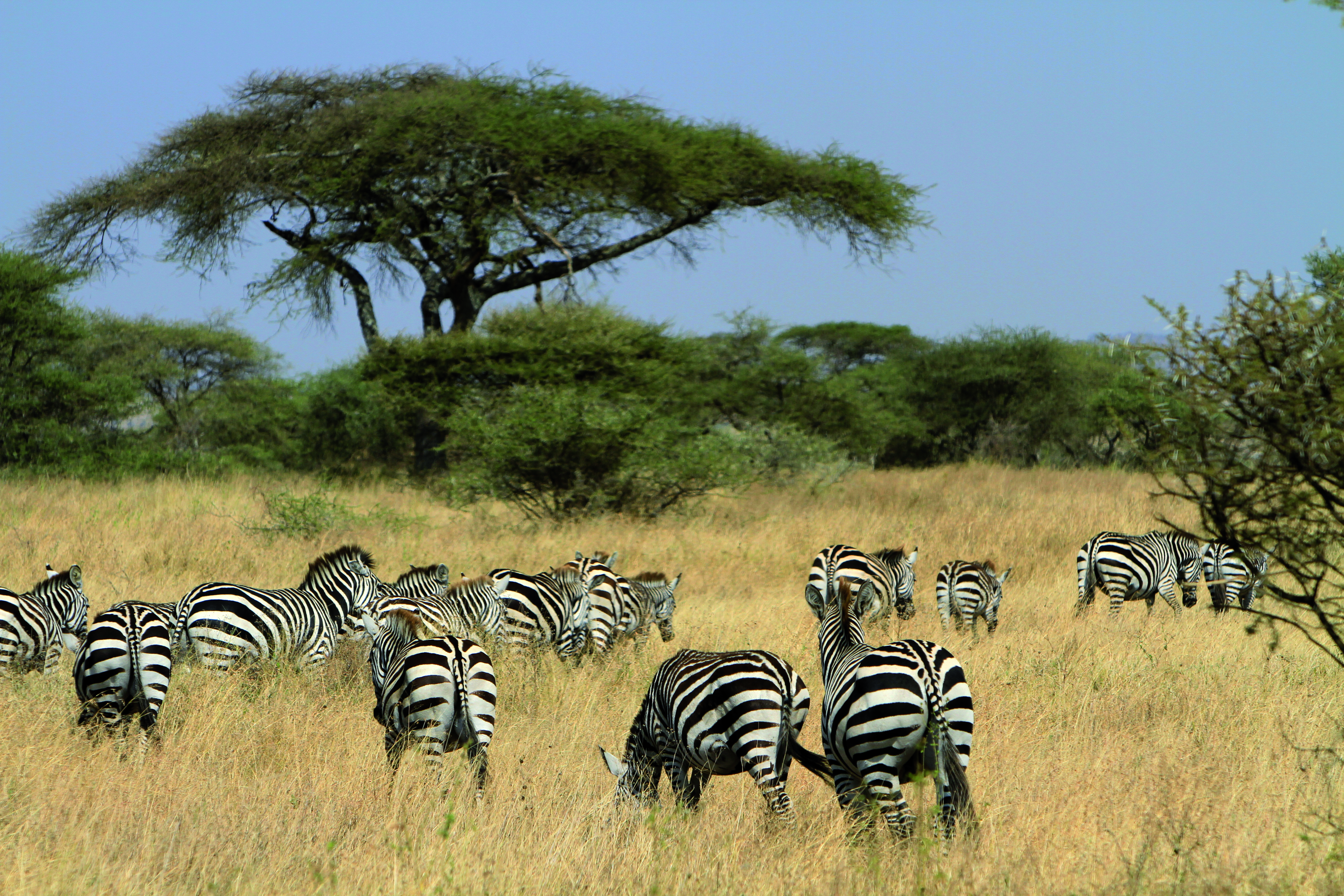 Troupeau de zèbres dans le Parc National du Serengeti