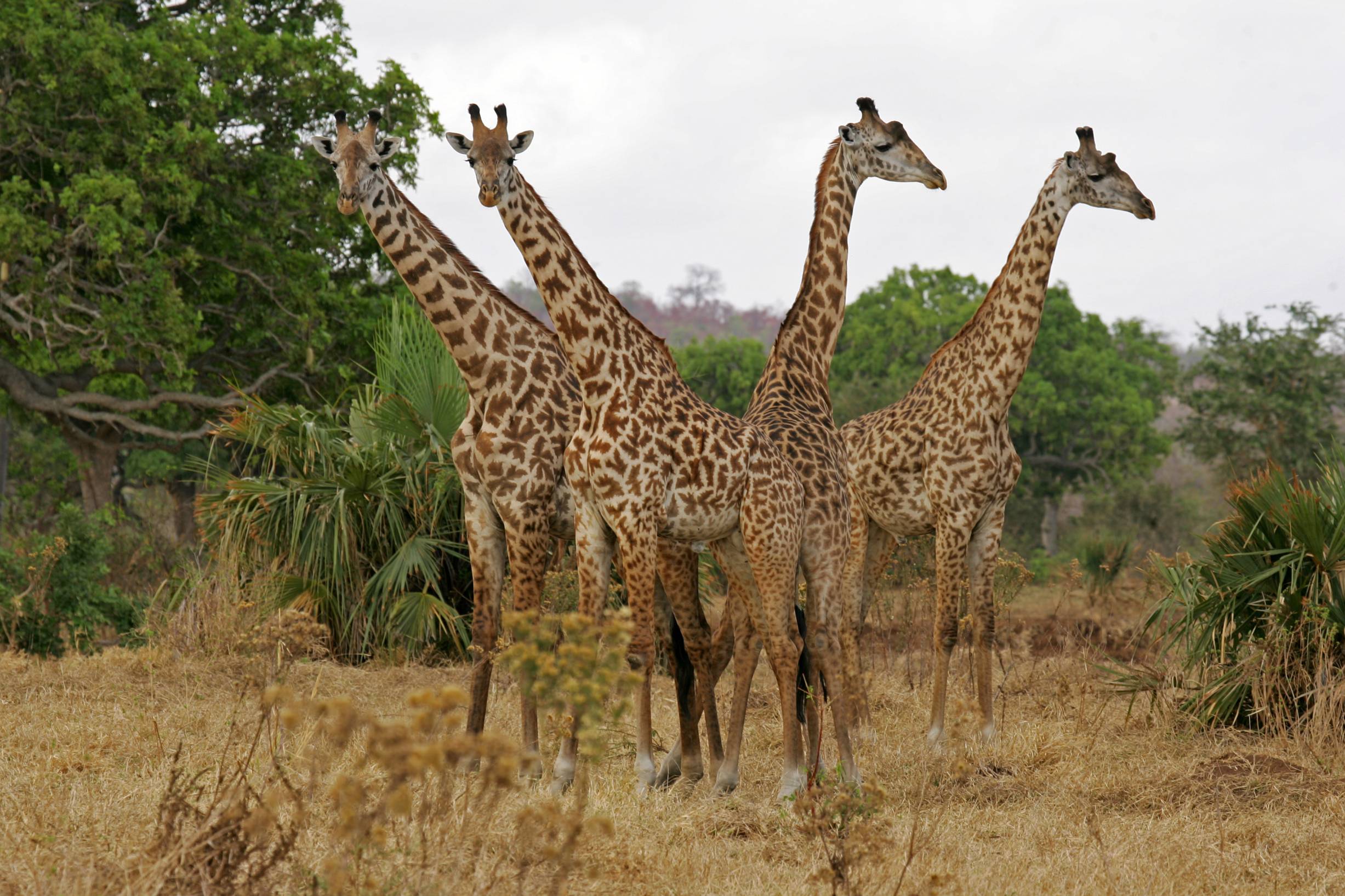 La girafe est le symbole du pays, et les Tanzaniens en sont fiers.