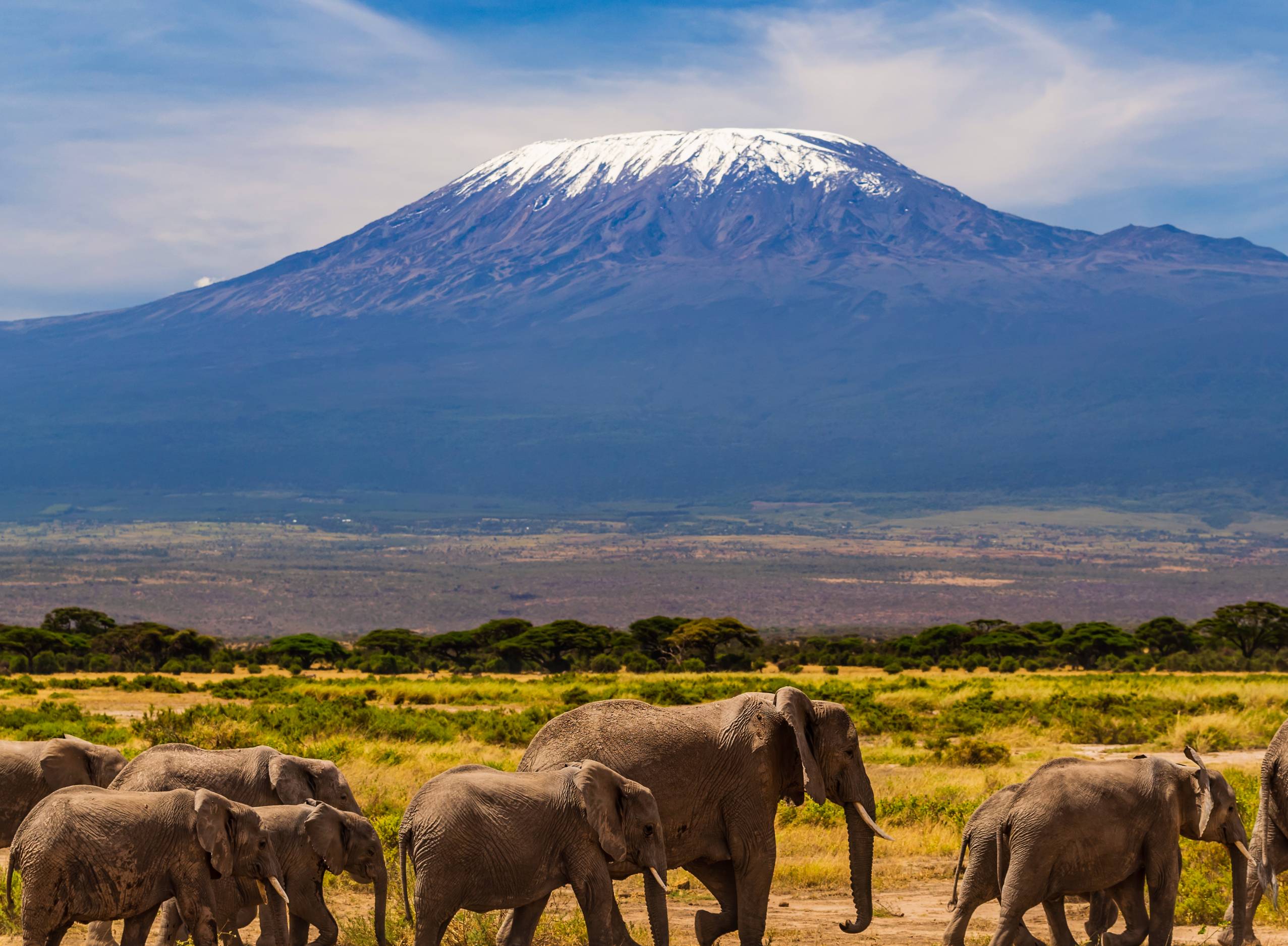 African elephants walking in the Savannah, Mount Kilimanjaro on the background, southern Kenya, Africa