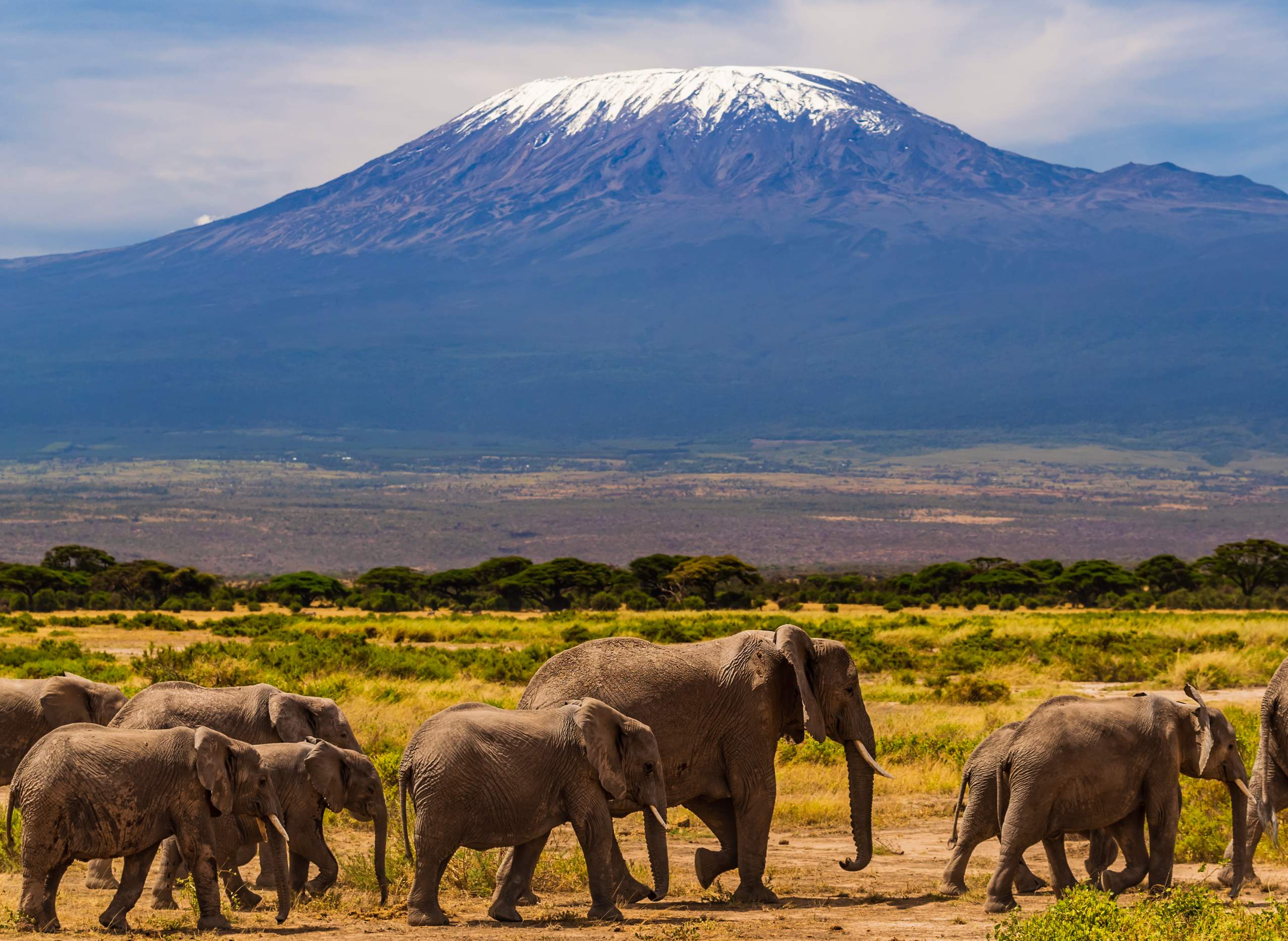 African elephants walking in the Savannah, Mount Kilimanjaro