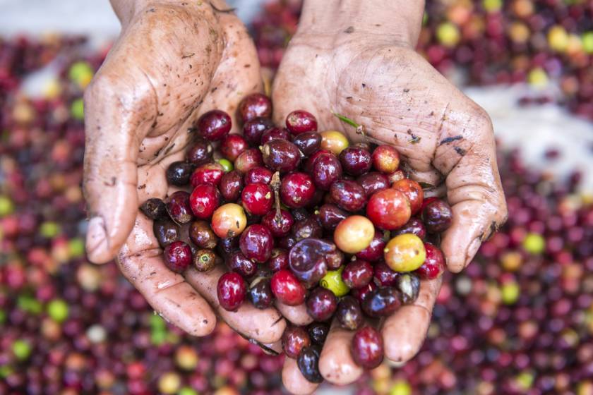 hands holding freshly-picked red coffee beans, shiny and wet.