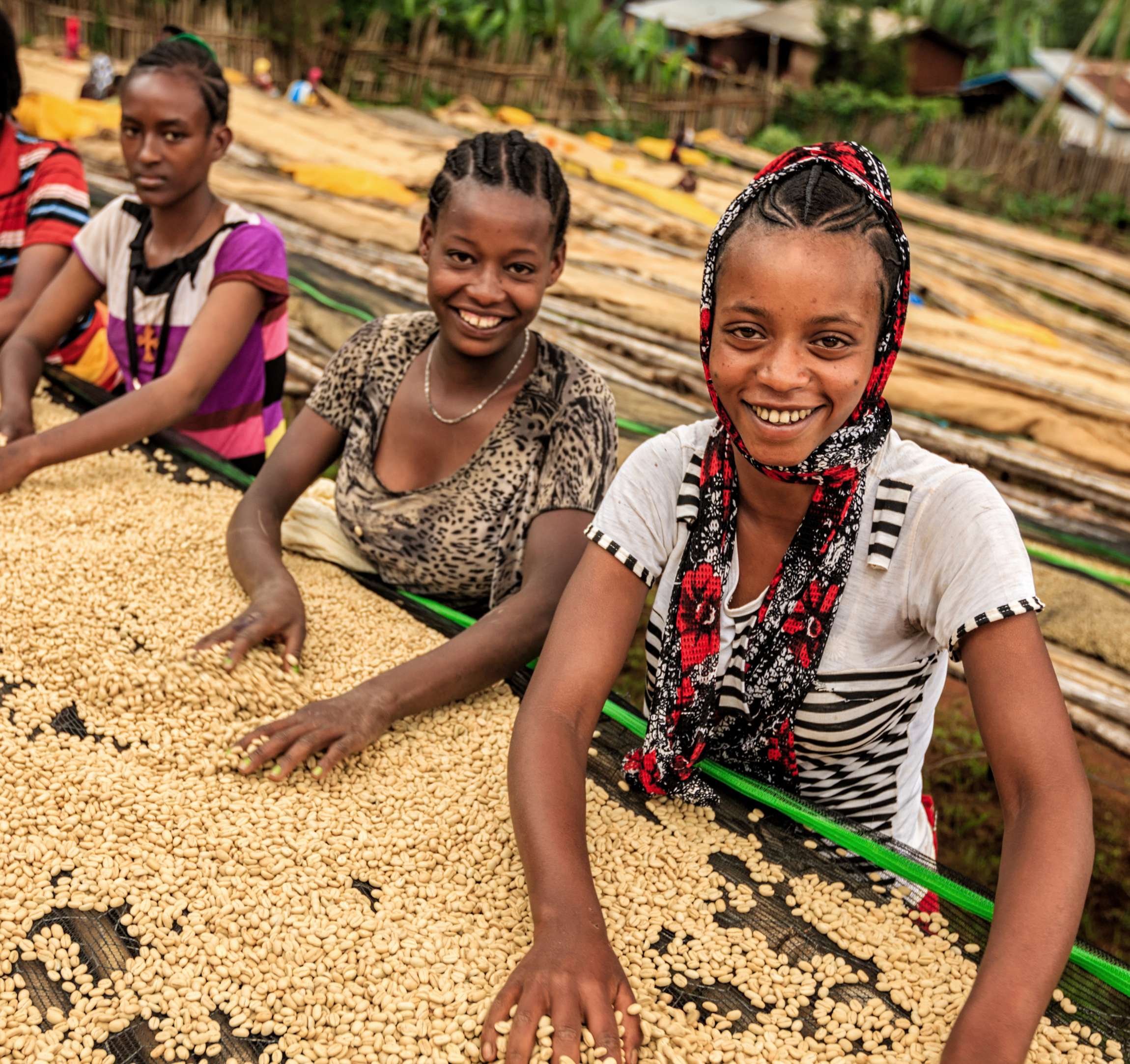 Jeunes femmes triant des grains de café dans une plantation.