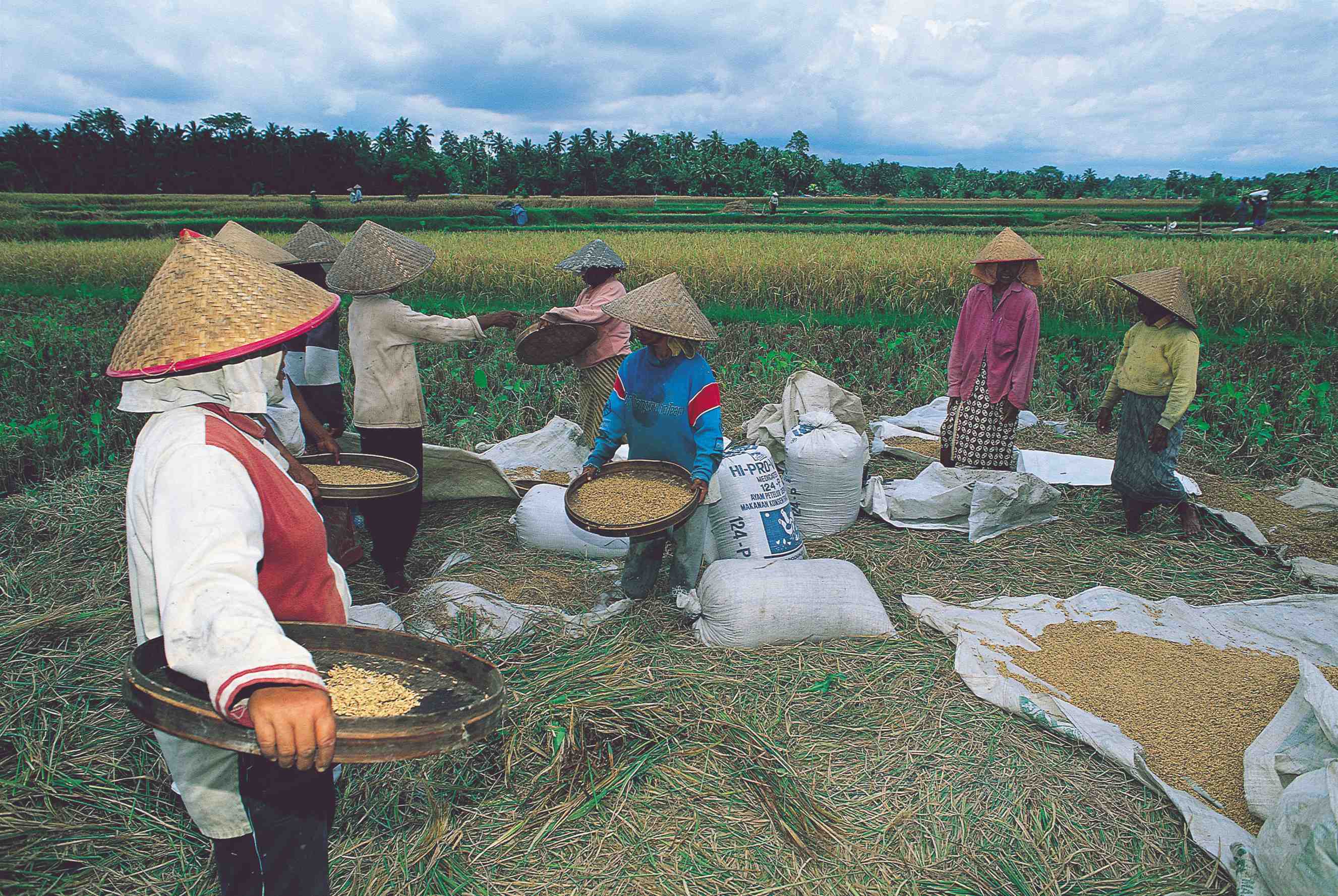 Femmes récoltant du riz.