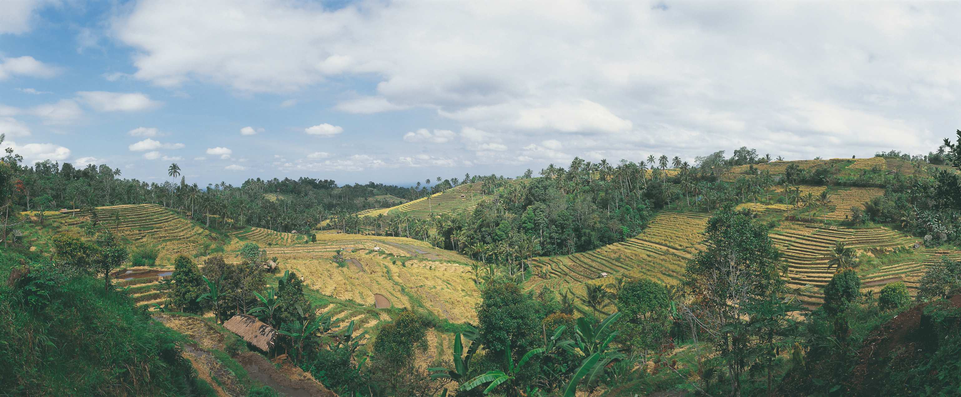 Rizières de l'île de Bali.