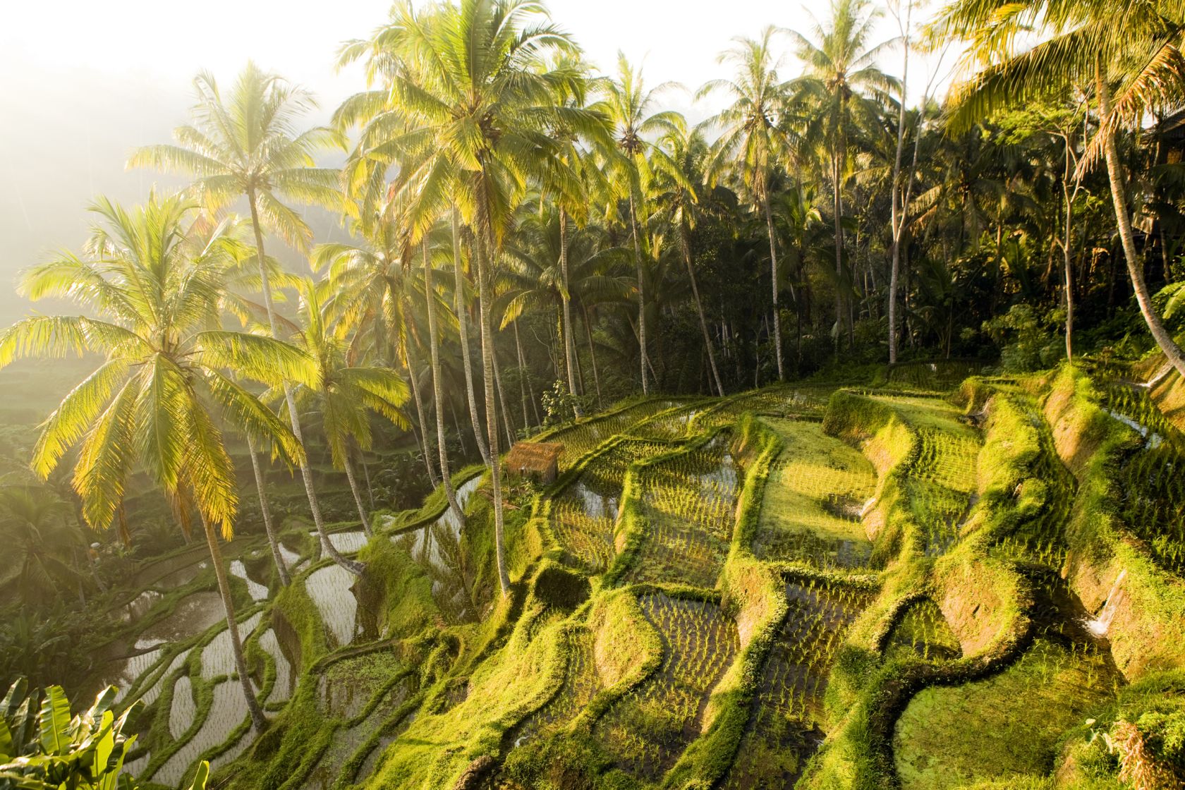 "The rice terraces of Tegallalang, Bali, Indonesia located near the town of Ubud."