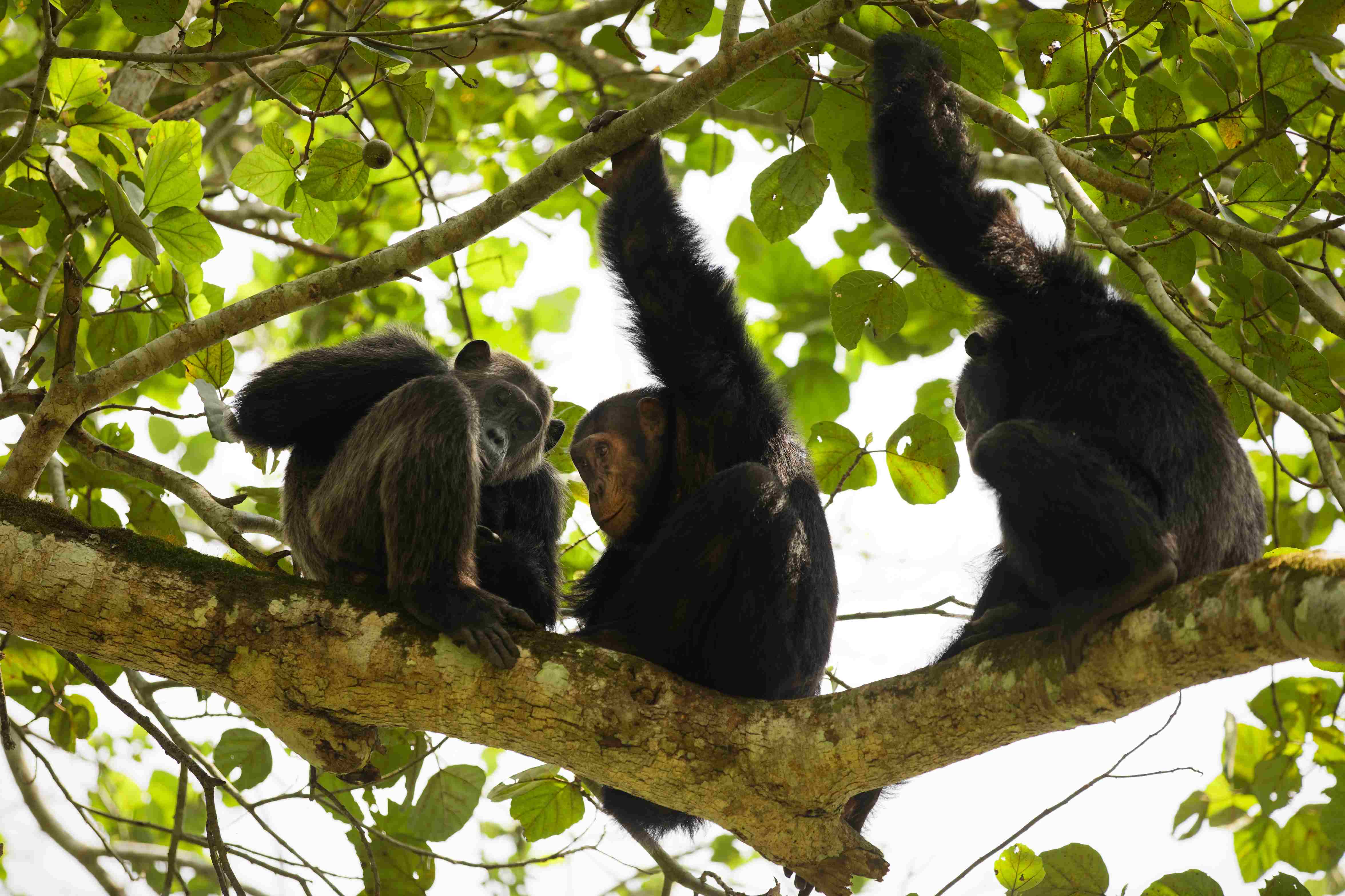 Jour5 : Chimpanzee trekking