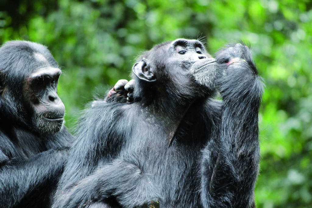 Chimpanzé au Parc National de Kibale.