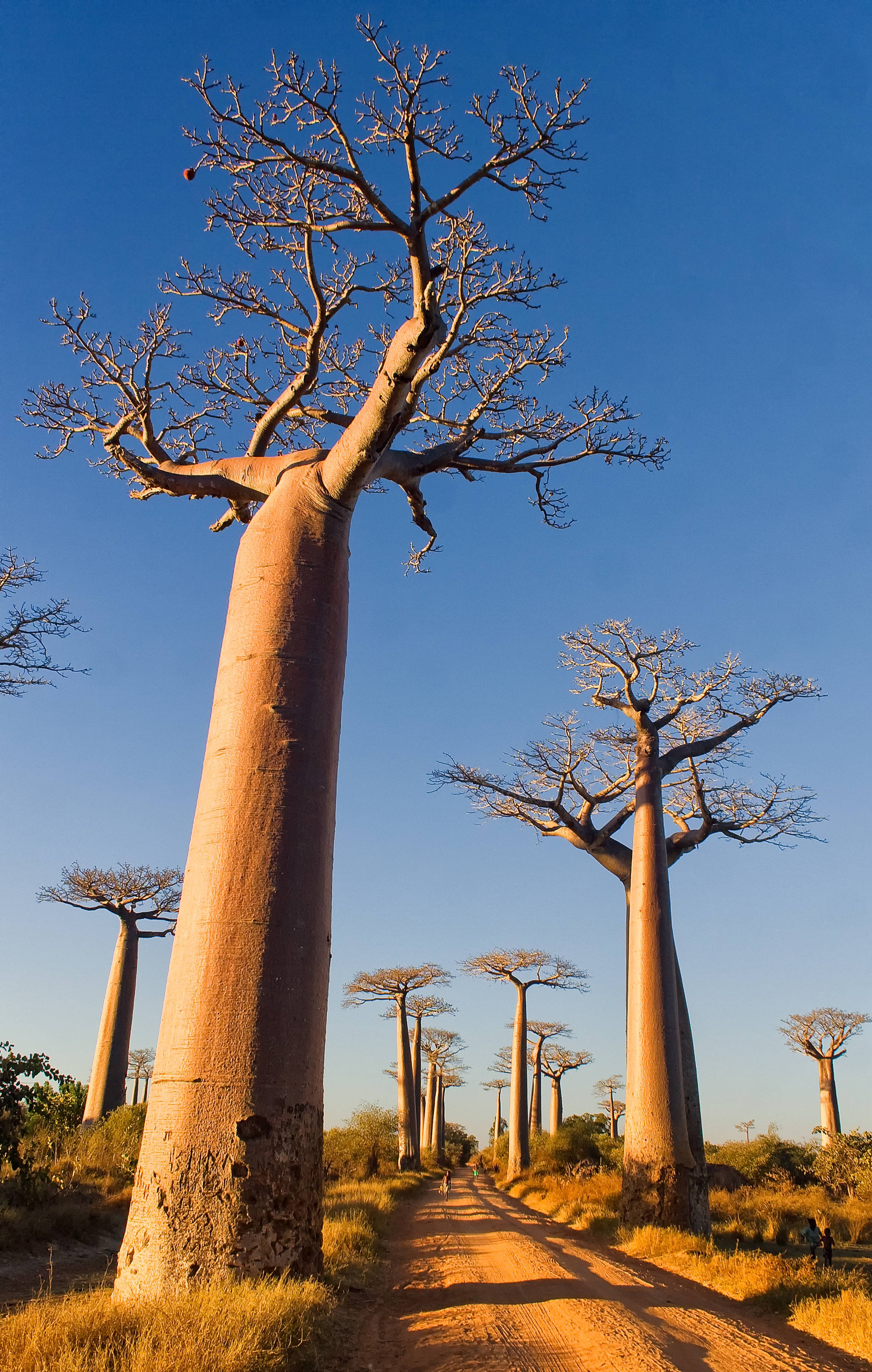 Les baobabs sur l'île de Madagascar.