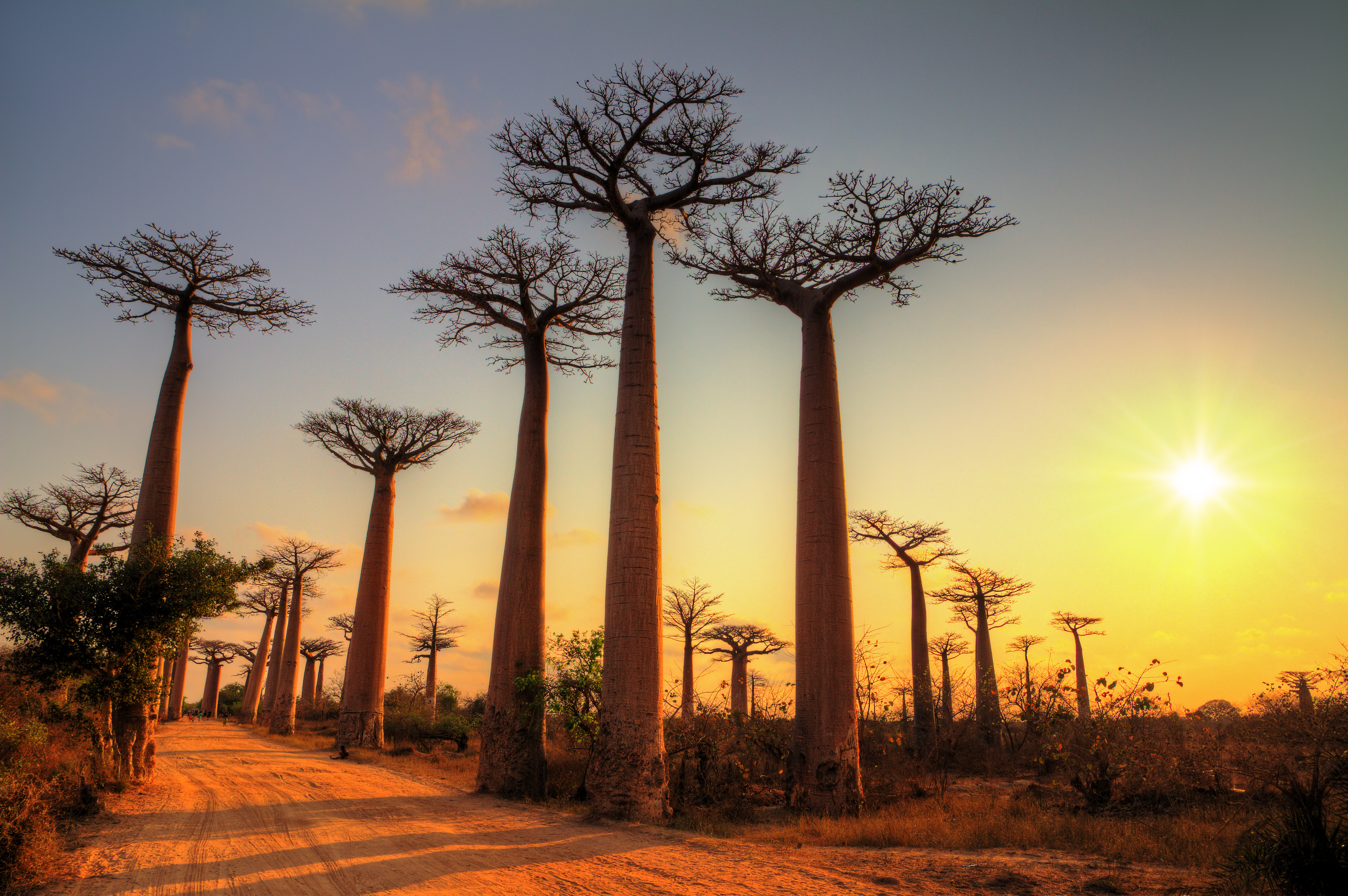 Baobabs de Madagascar