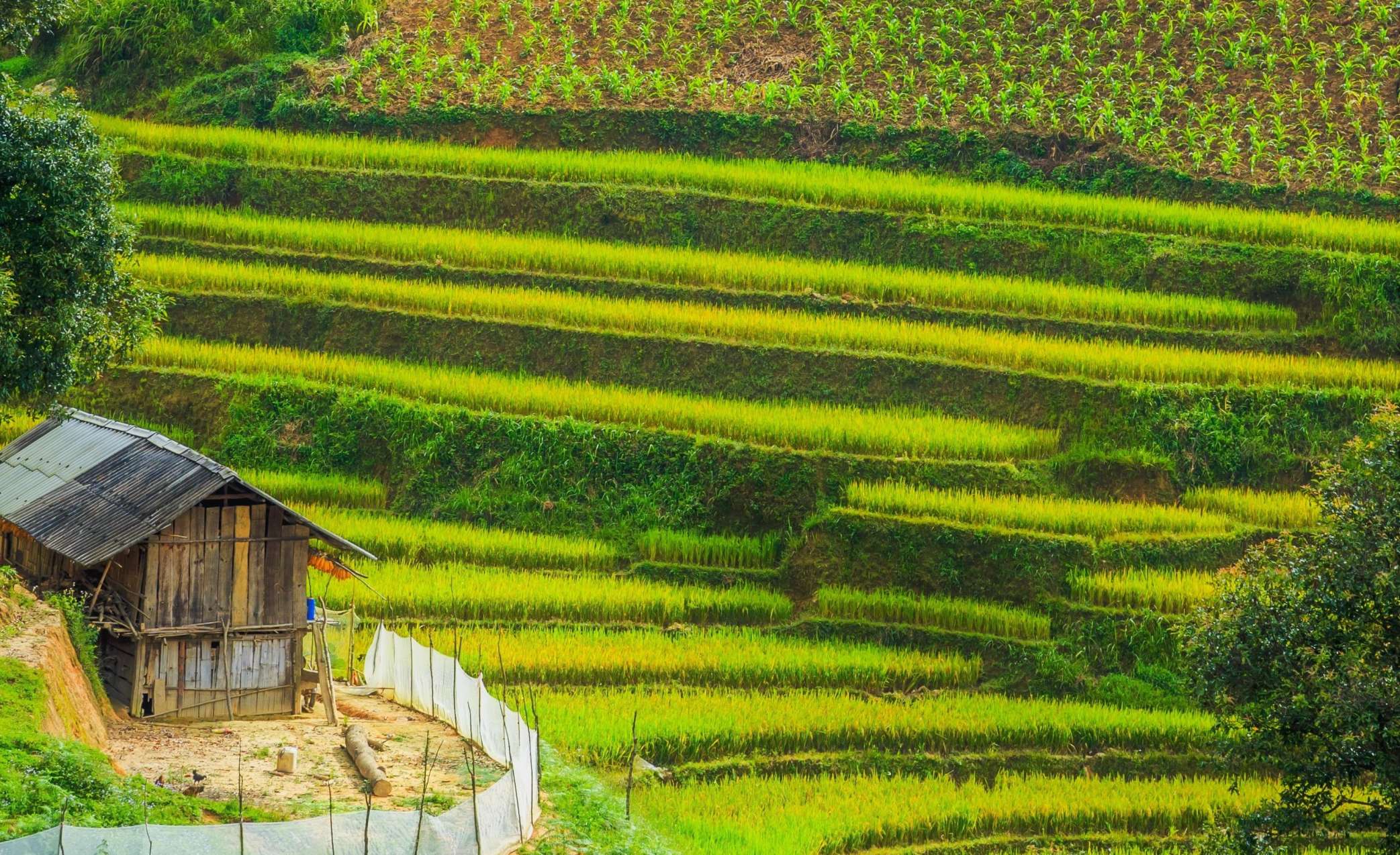 Les rizières au Viêt Nam.