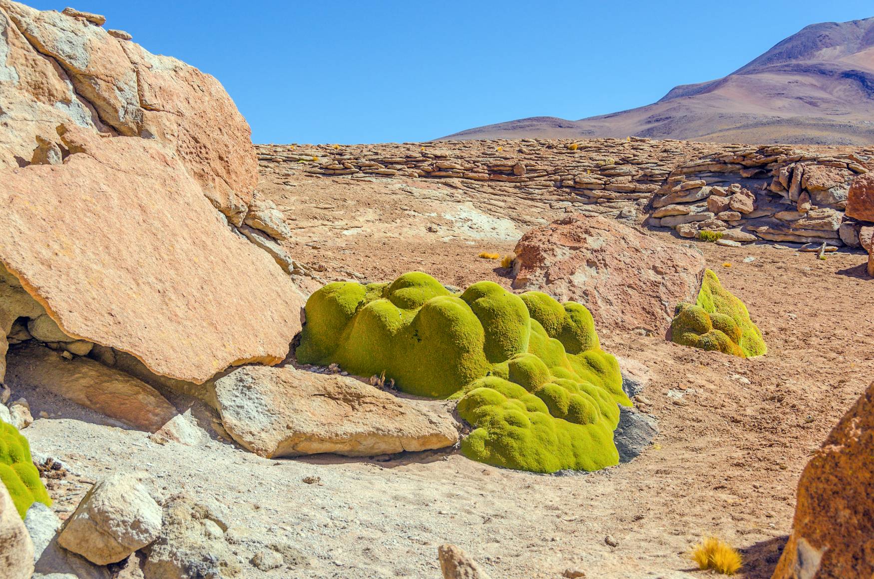 La surprenante yareta, plante grasse typique de l'Altiplano.