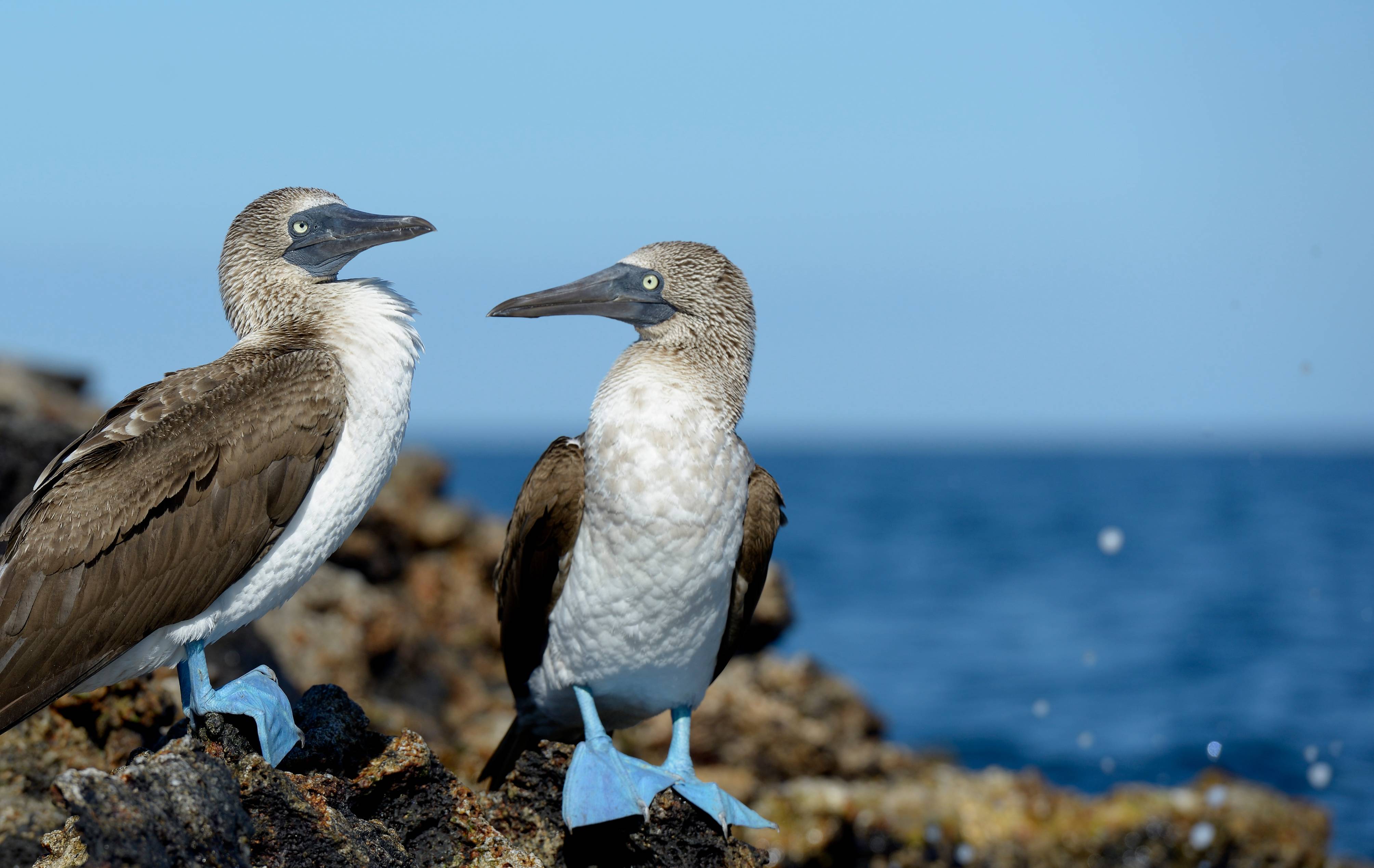 Fous à Pieds bleus sur les îles Galápagos.