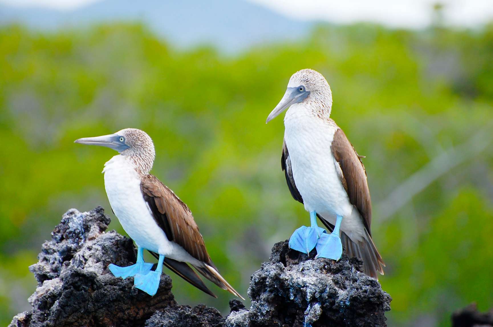 Blue Footed Boobies - Galapagos