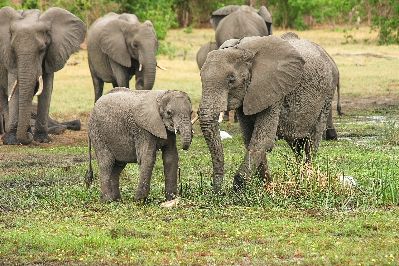 éléphants thailande