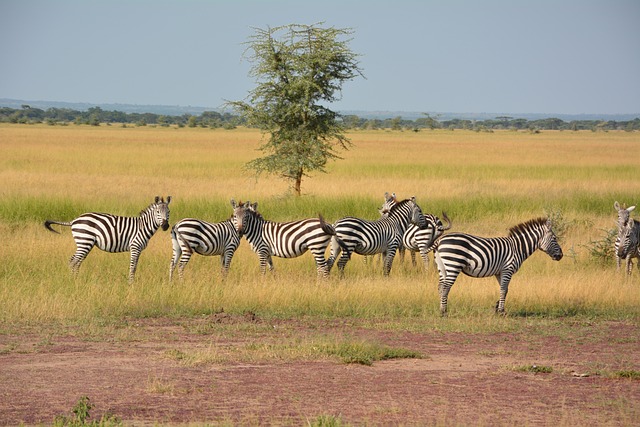 Jour3 : Parc national du Serengeti