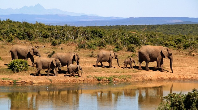 Jour4 : Parc national du Serengeti
