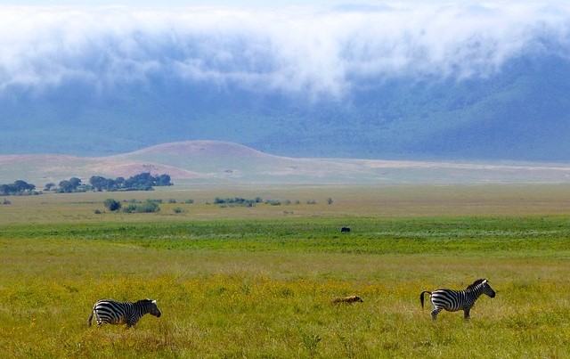 Dia2 : Serengeti National Park to Ngorongoro Crater