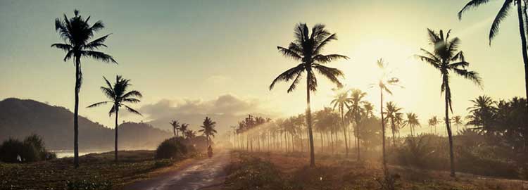 Coucher de soleil et palmier sur l'île de Java