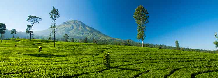 Vue sur les plantations de thé
