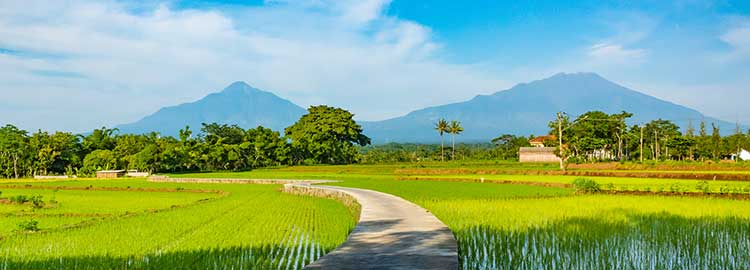 Le volcan Merapi entouré de rizières
