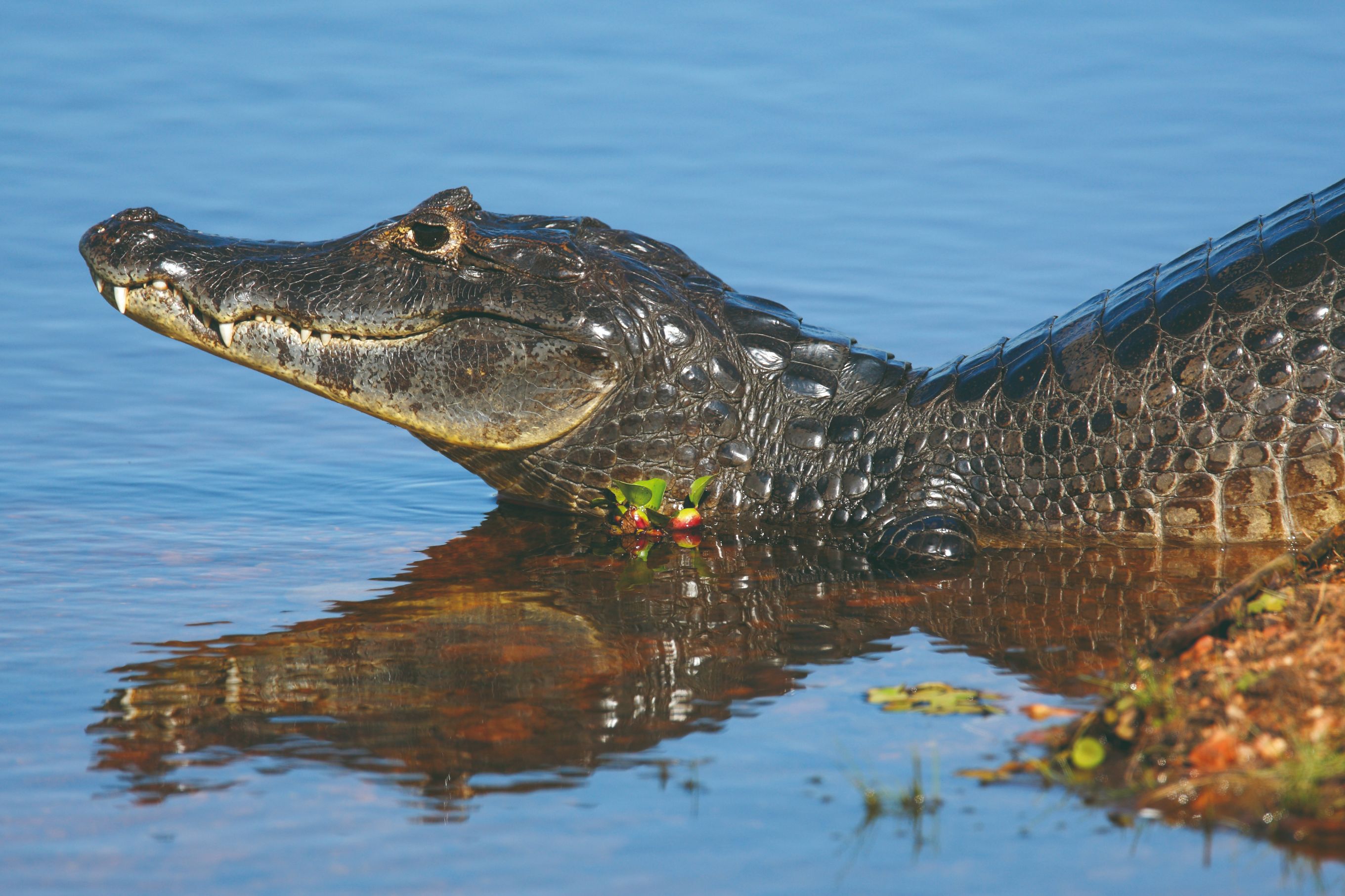 Caiman du Pantanal.