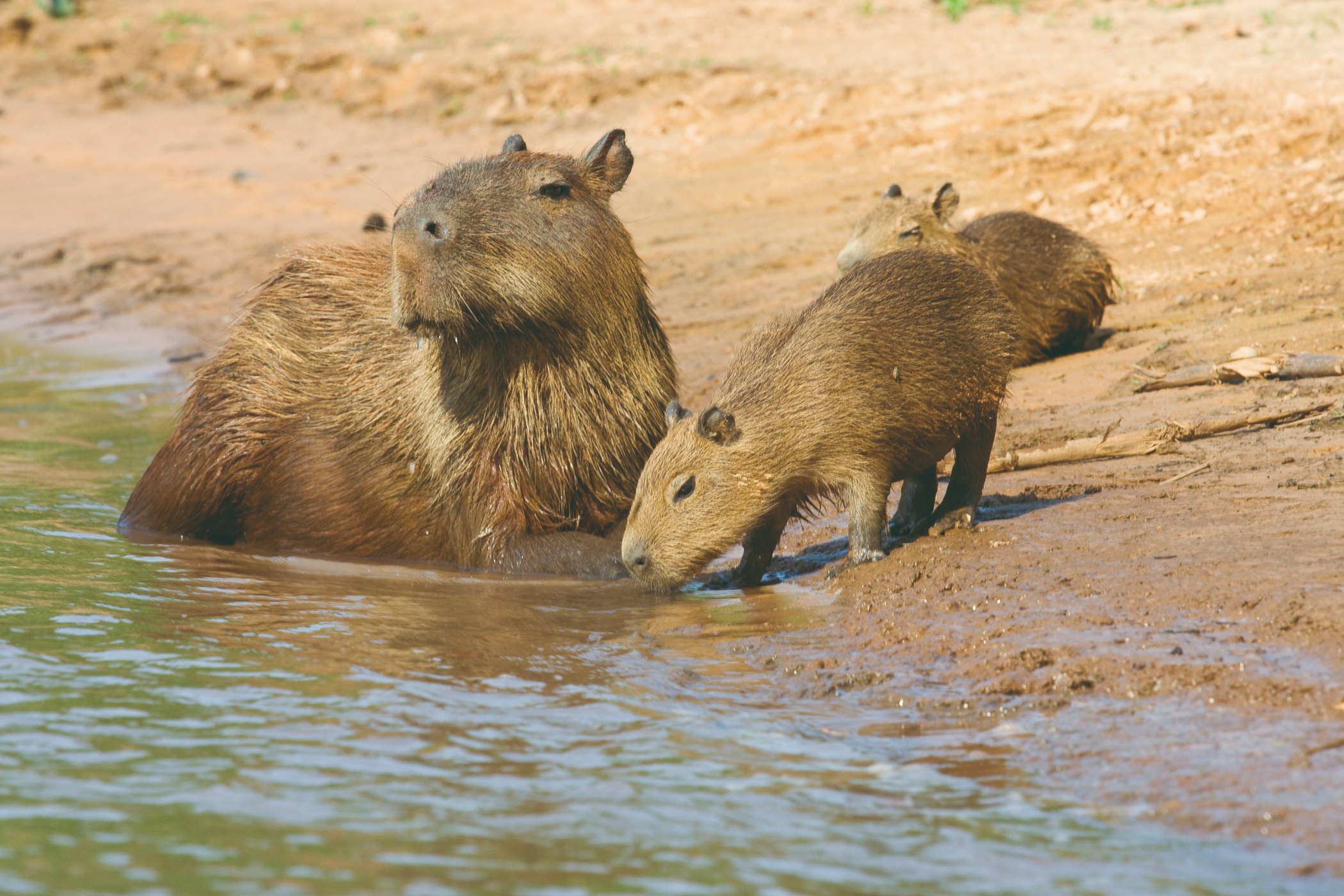 Capybara du Pantanal.