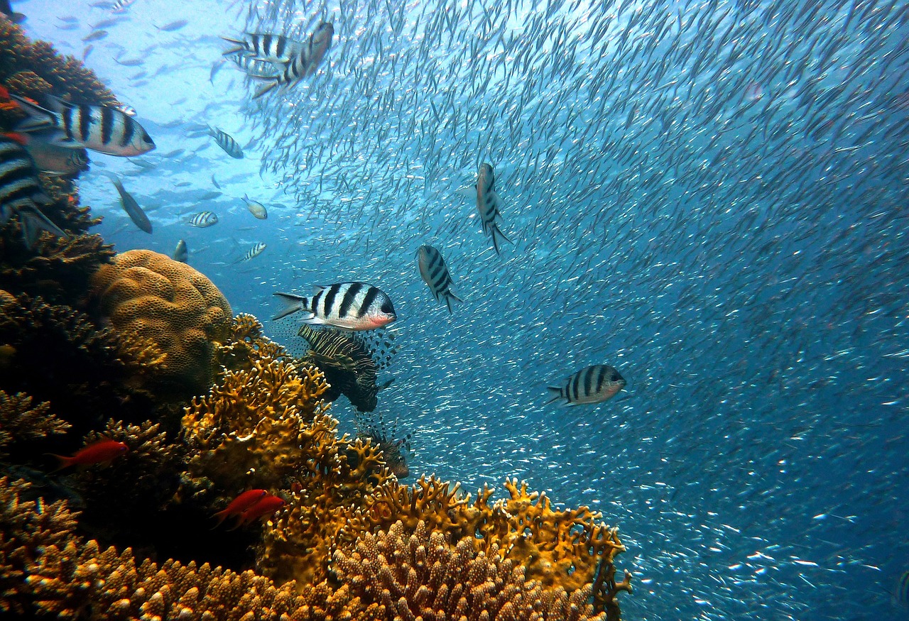 poisson-sous-marin-coraux-mer