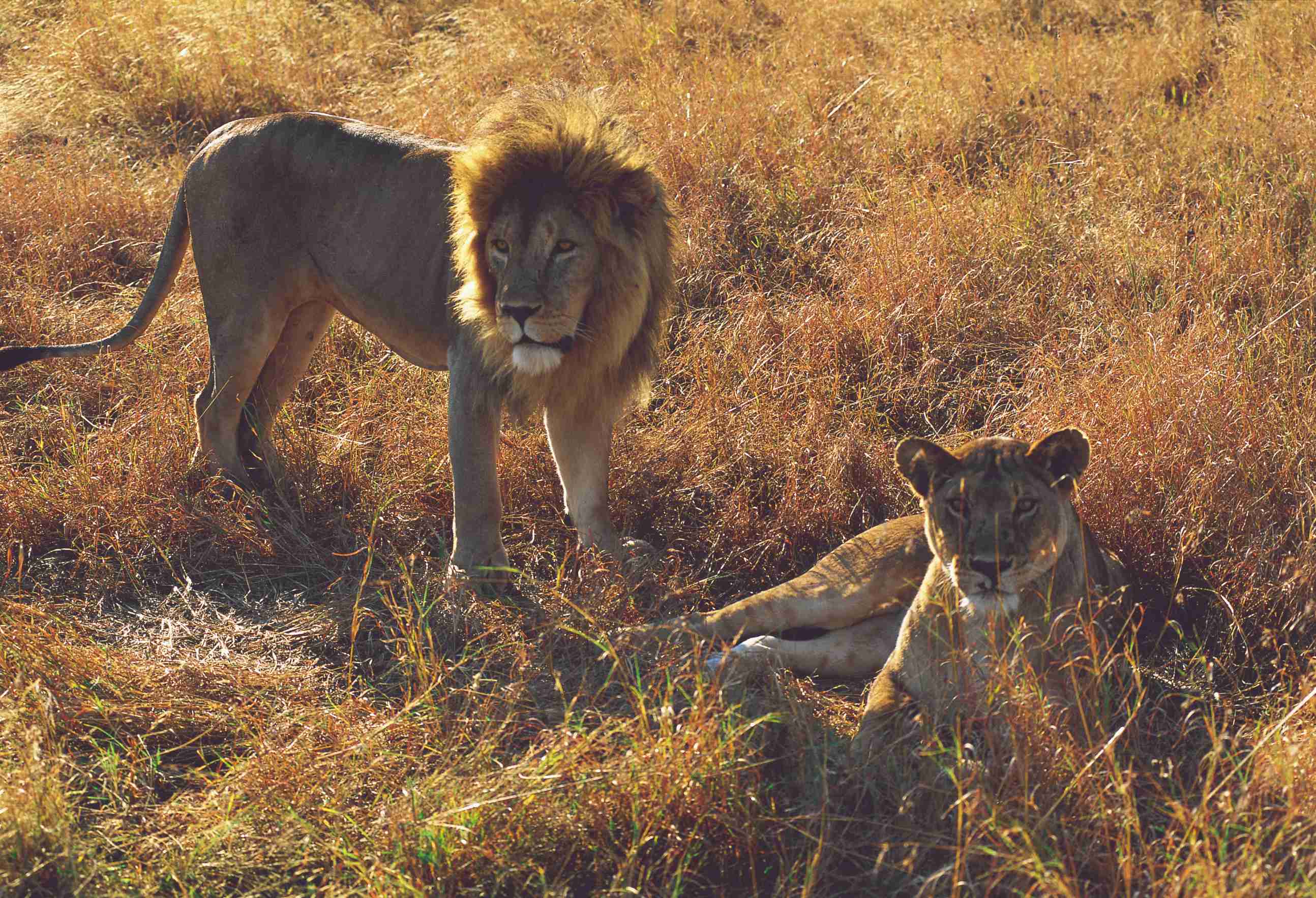 Couple de lions dans le parc national du Serengeti