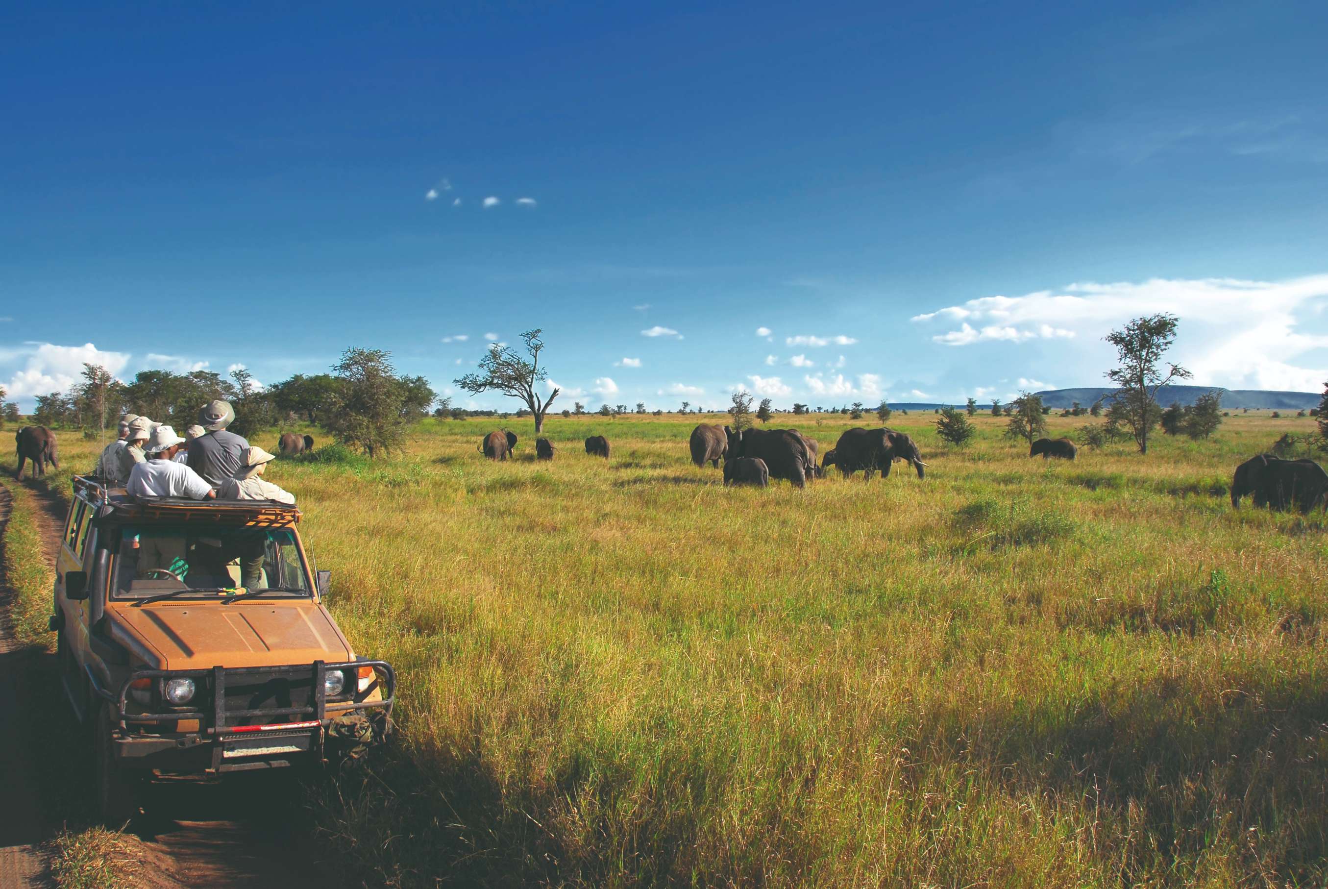 Observation des éléphants dans les plaines du Serengeti